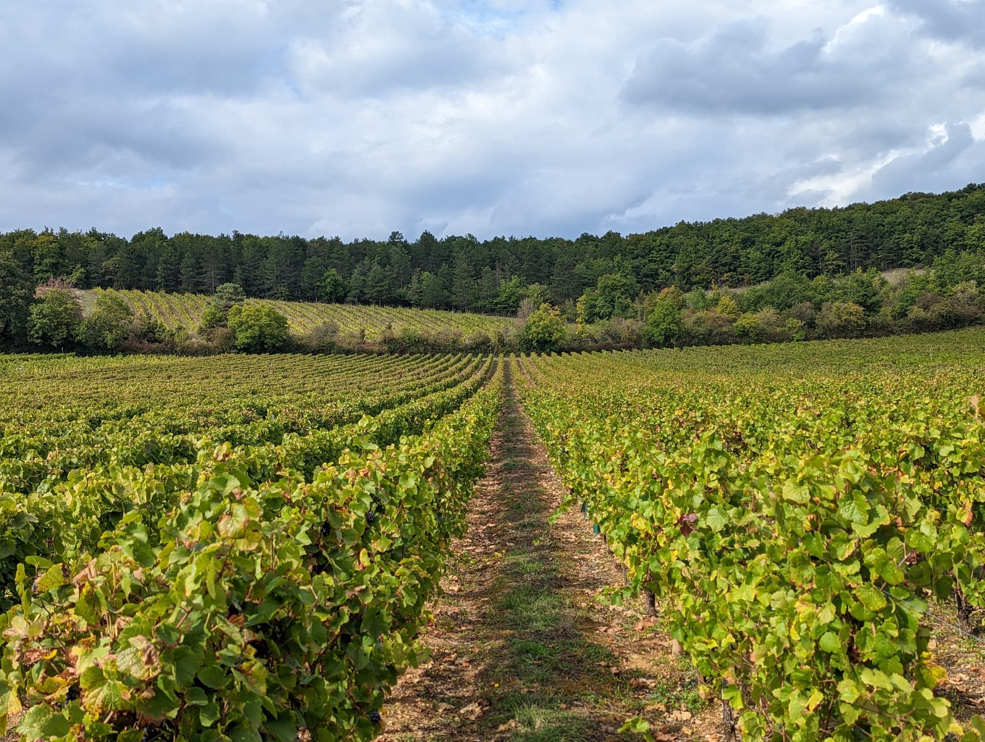 Les vignes